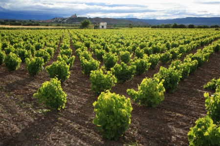 Vinedos Bodegas Aragonesa